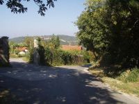 Puberti