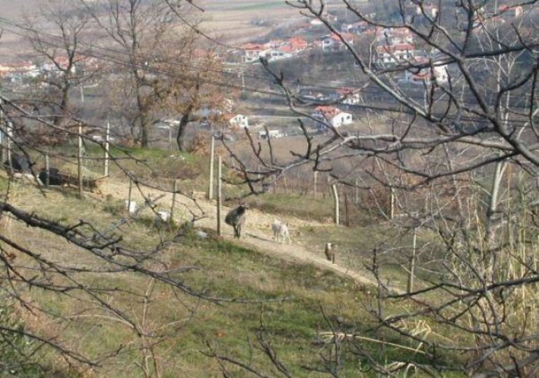 Bošamarin
