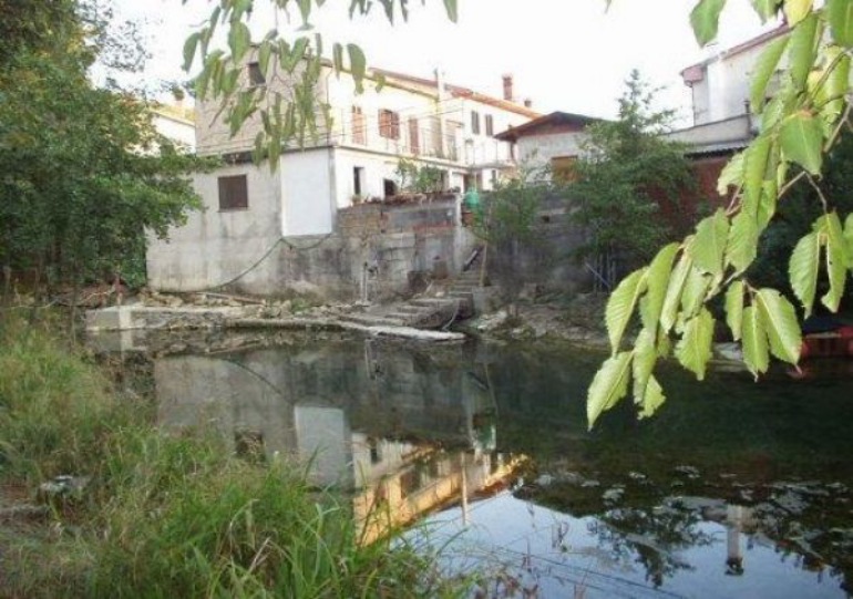 Miši