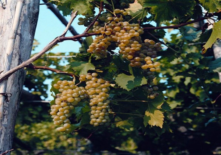 Zgodovina vinogradništva