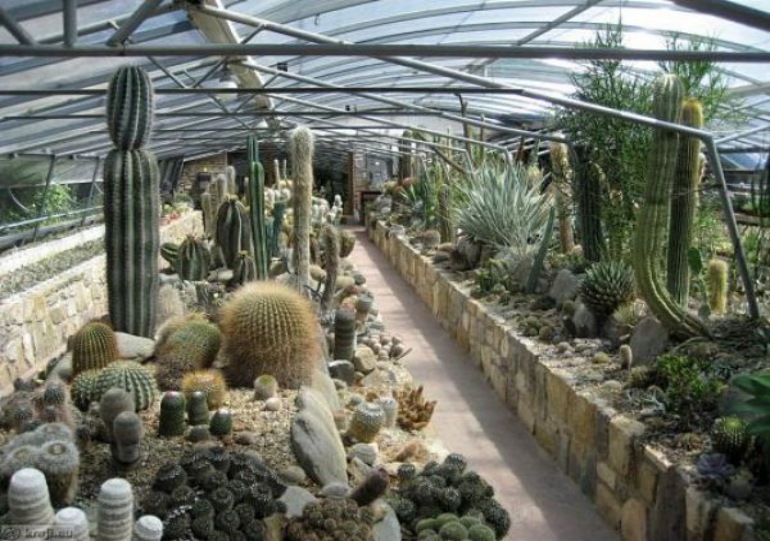Vrt kaktusov
